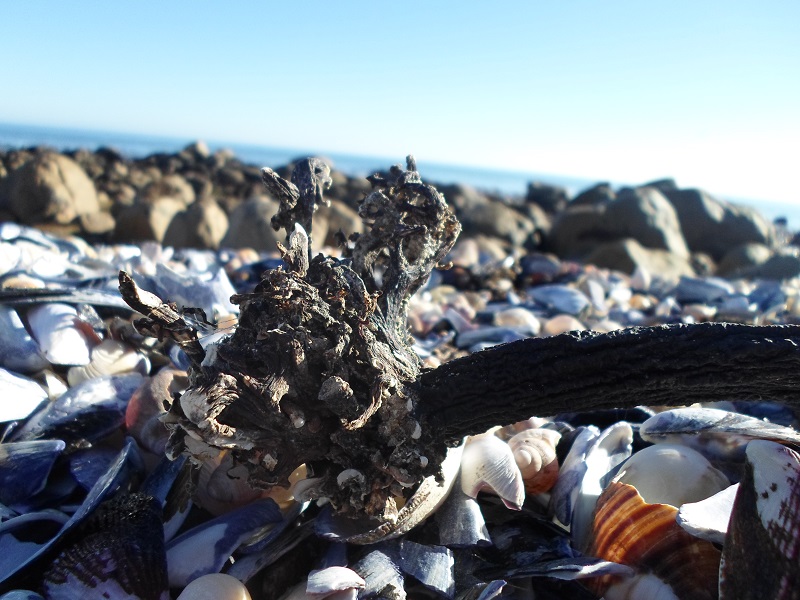 0 Bedroom Property for Sale in Steenbergs Cove Western Cape